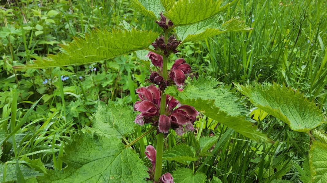 Rote Taubnessel