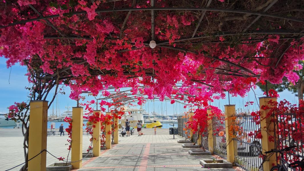 Bougainvillea 