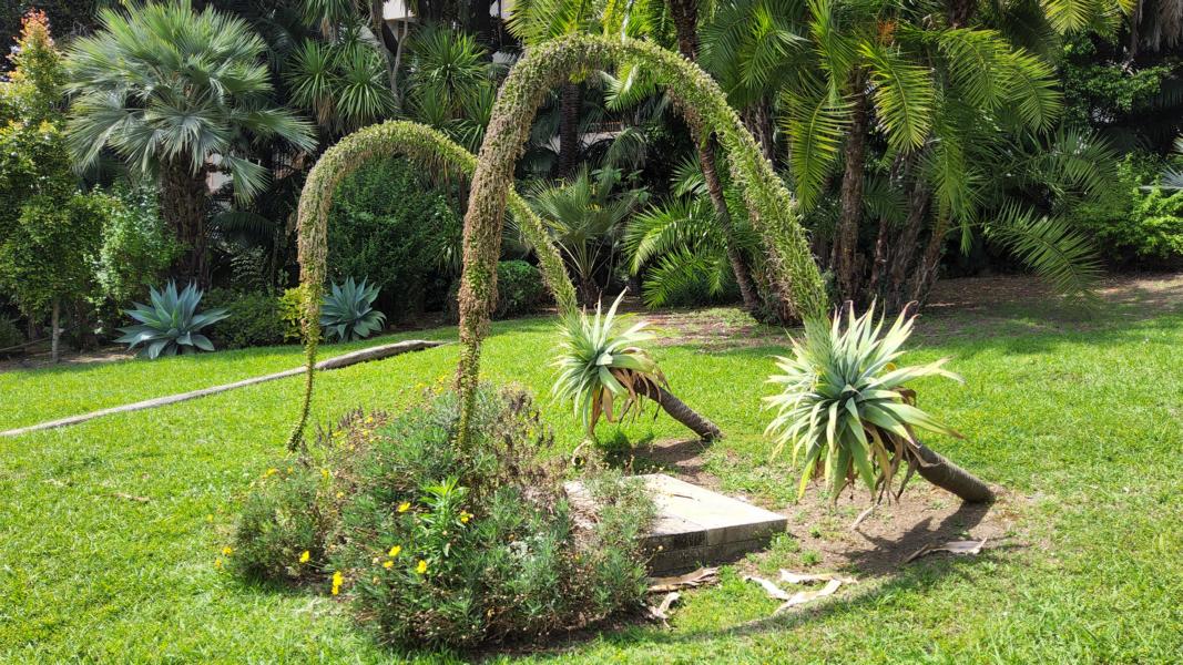 Schwanenhals-Agave