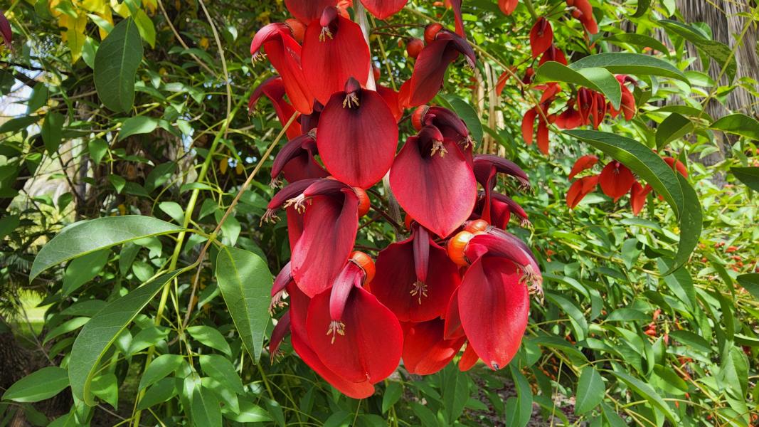Blüten des Korallenbaums sind die Nationalblume Argentiniens