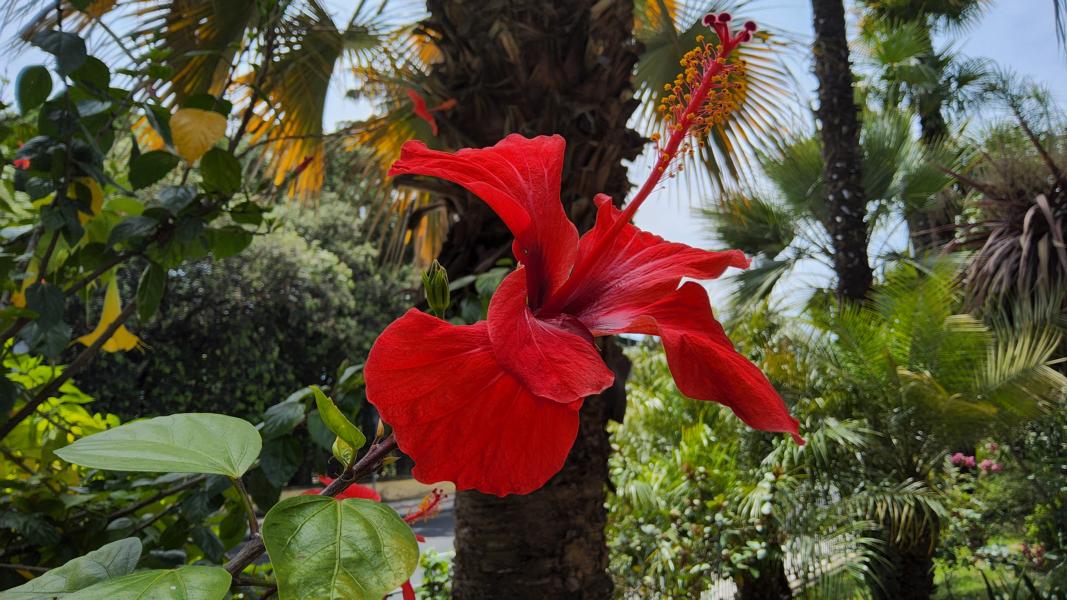 Roter Hibiskus