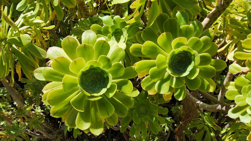 Rundgang durch die Gartenanlage
