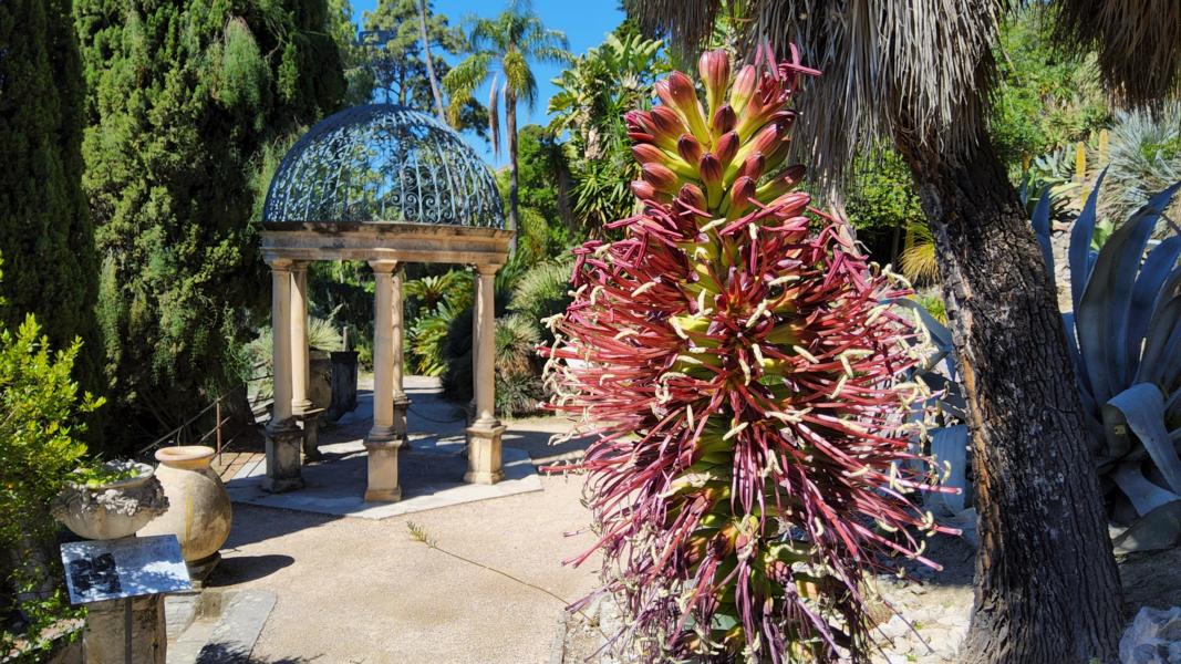 Blühende Agave