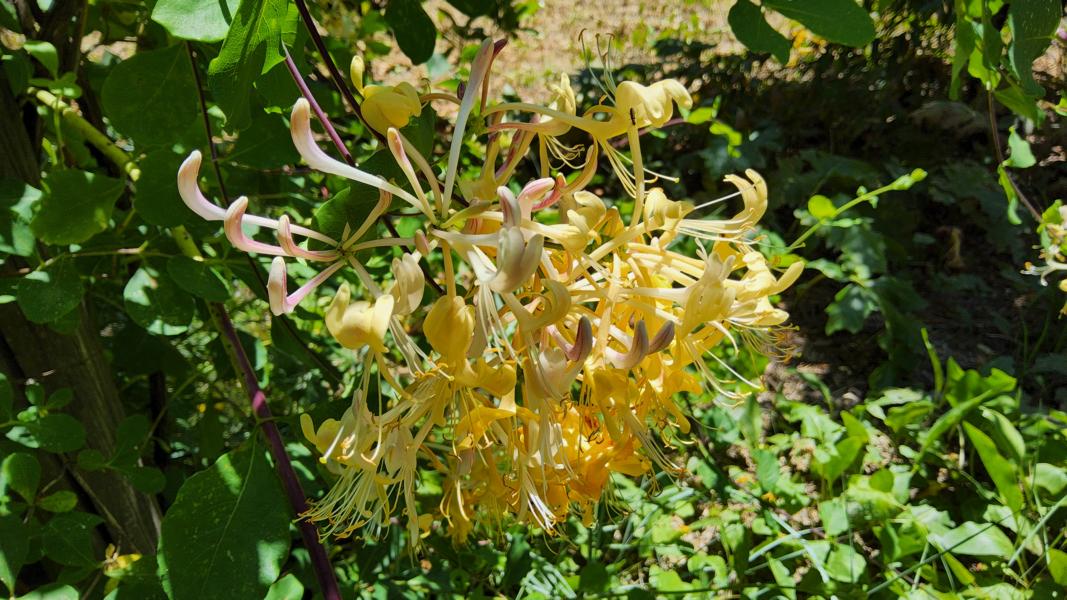 Lonicera