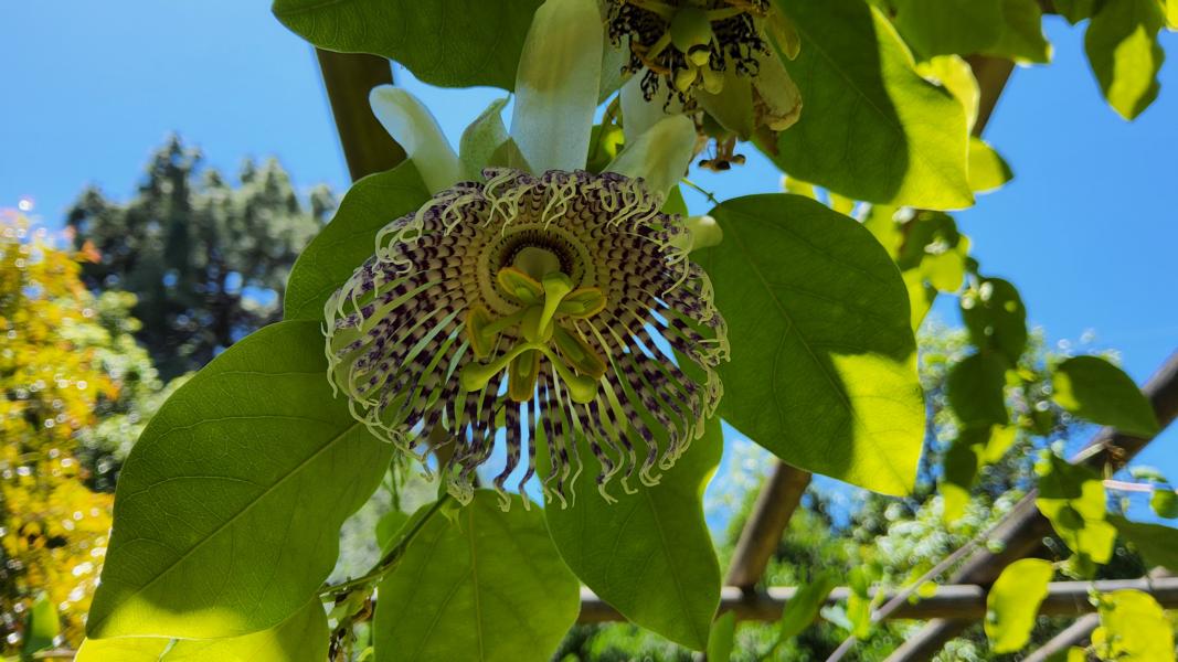 Passionsblume
