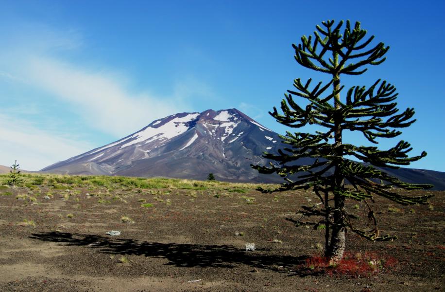 Die Chilenische Araukarie, auch Andentanne, ?Schlangenbaum?, Schuppentanne, Affenschwanzbaum oder Chilenische Schmucktanne sowie Monkey Puzzle Tree genannt, ist eine Pflanzenart, die hier häufig vorkommt.