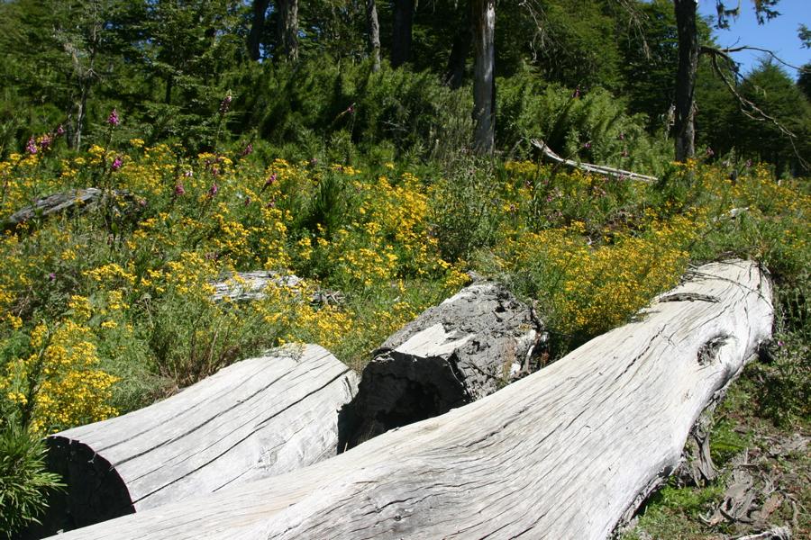 Holz ist das wichtigste Brennmaterial in den ländlichen Regionen. 