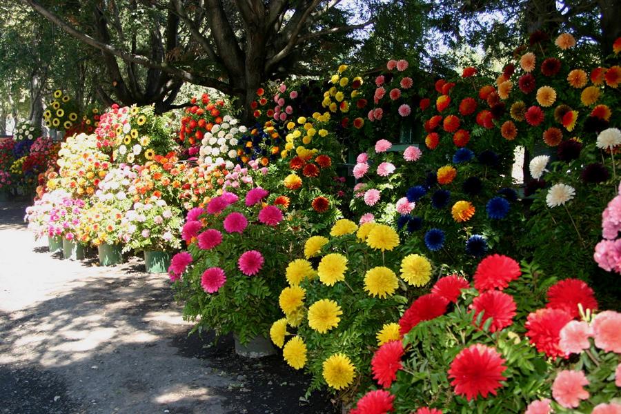 Gärtner bieten prächtige Blumengebinde an.