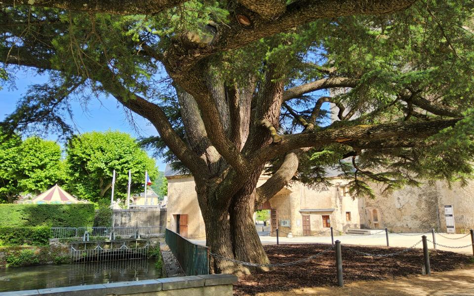 Alte Baumbestände im Parkgelände