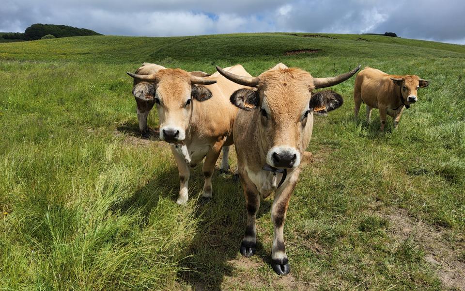Aubrac‑Rind 