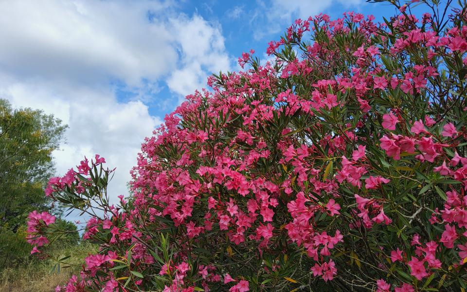 Oleander
