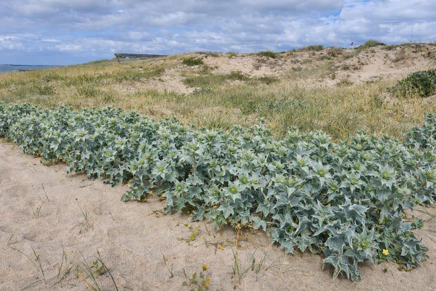 Stranddisteln