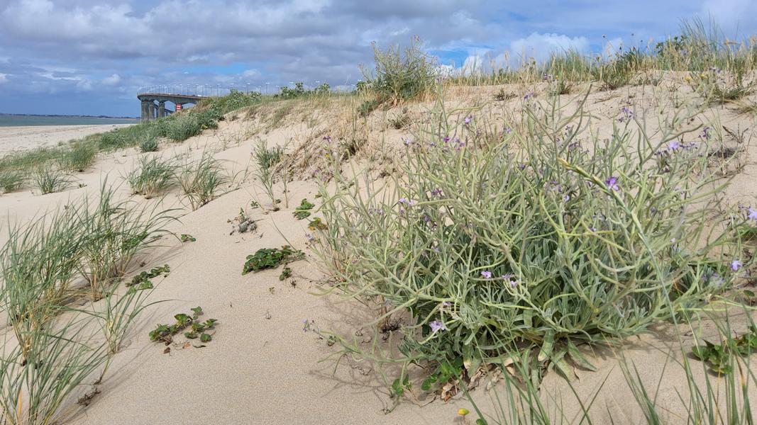 Strand Levkojen 
