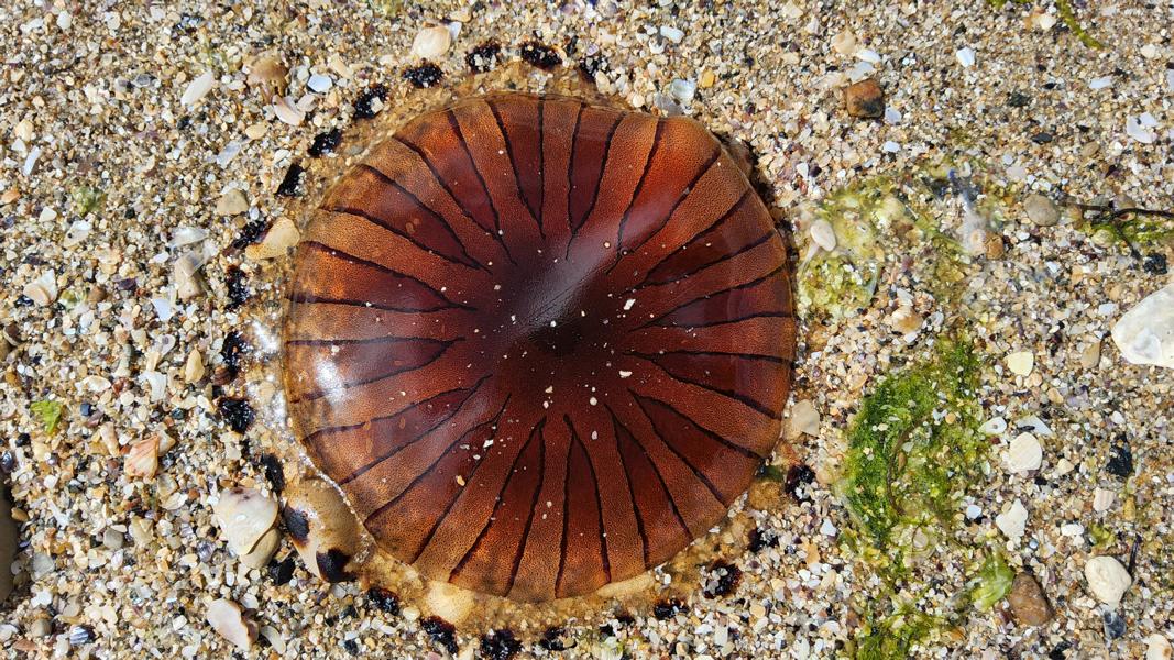 Qualle am Strand