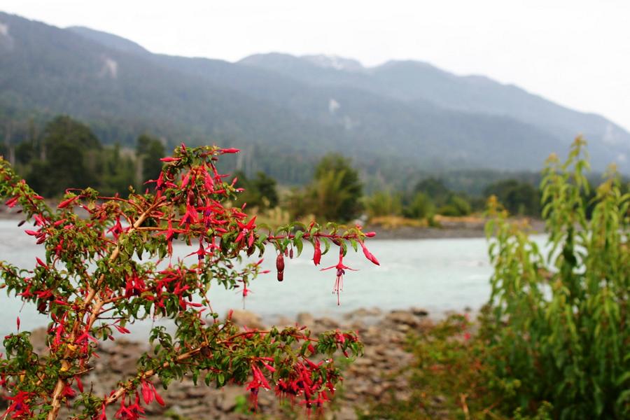 Baumhohe Fuchsien gedeihen in Flussnähe prächtig.