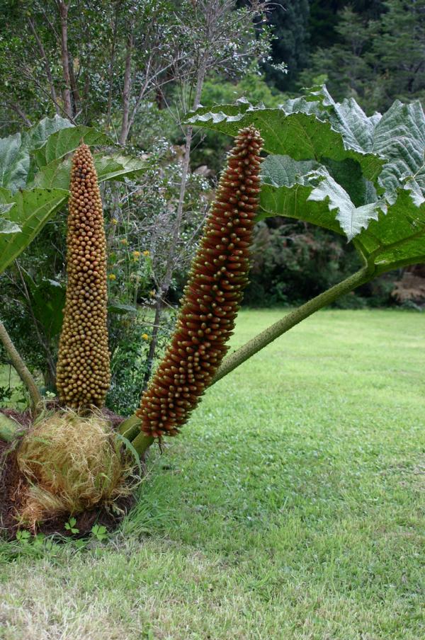 Beeindruckend, diese riesigen Pflanzen (Gunnera insignis).
