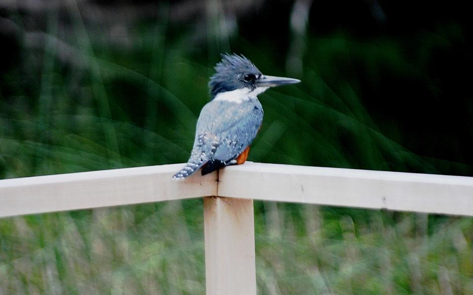 Eisvogel auf seiner Sitzwarte.