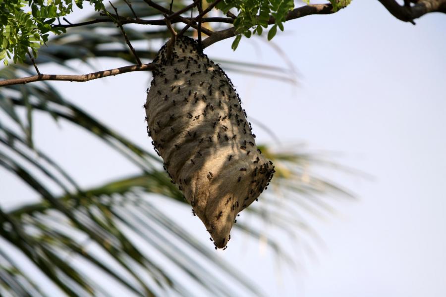 Dieses Gebilde ist das Nest eines Ameisenstaates. Es hing etwa 15 m hoch in einem Laubbaum.