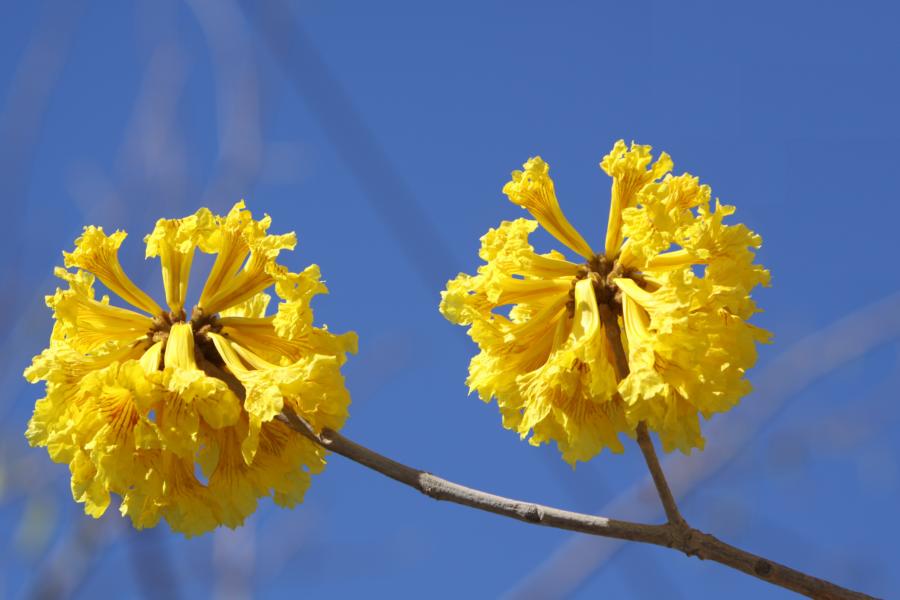 Die Blüten des Goldbaumes zeigten sich in den Tälern in voller Pracht.