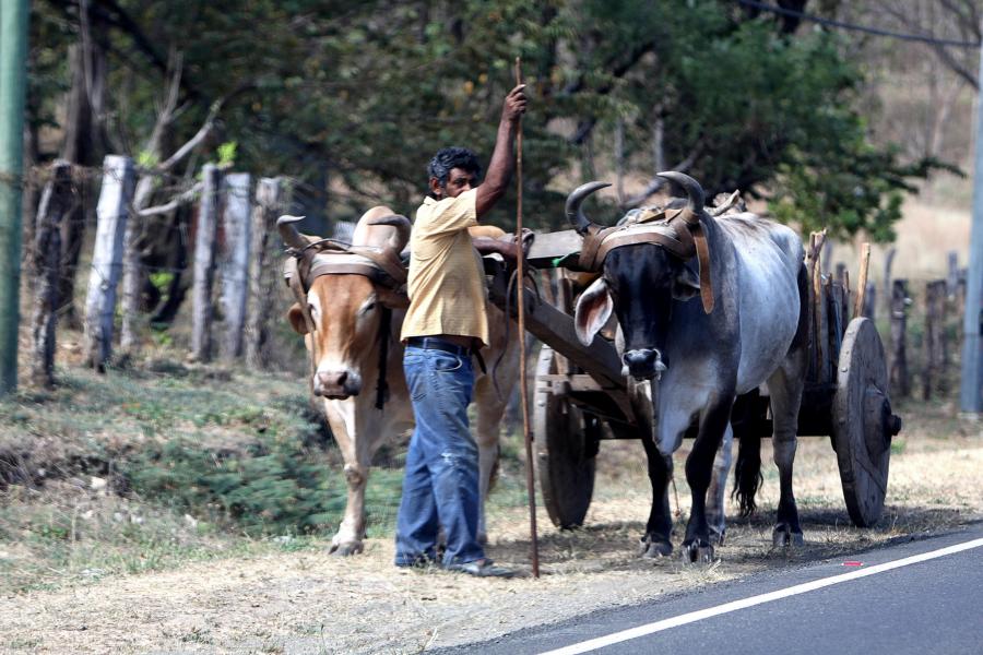 Der Ochsenkarren ist auch in modernen Zeiten ein wichtiges Nationalsymbol des Agrarlandes Costa Rica. Solche schmucklosen Ochsenkarren werden auf der Nicoya-Halbinsel noch ab und an zum Tranport von Gütern benutzt. Früher dienten diese ?Carretas?, so nennen die Einheimischen die Ochsenkarren, als Transportmittel für Kaffee.