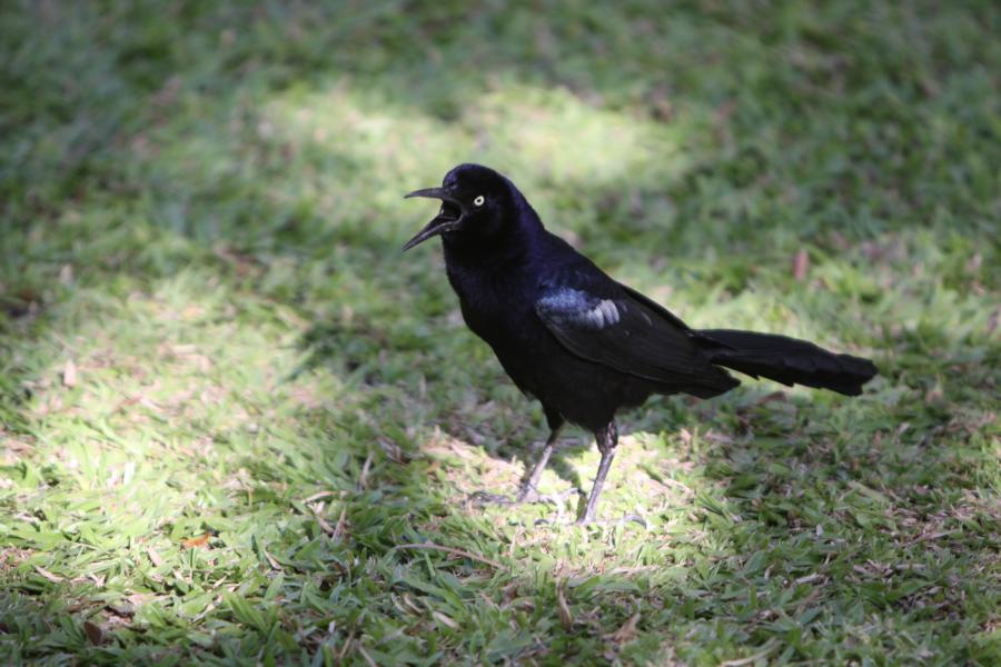 In der tropischen Gartenanlage des Hotels Bahía del Sol hielten sich verschiedene Tierarten auf . So auch der laut rufende Dohlengrackel.