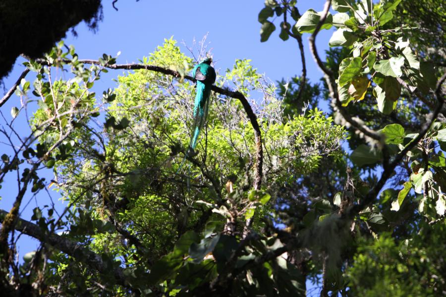 Das Männchen wird mit Schwanzfedern  bis zu 1 m lang. Während der Brutzeit führen die Quetzalmännchen spektakuläre, wenige Sekunden dauernde Balzflüge aus. Aus den Bäumen im Kammbereich der Berge steigen sie rufend in welligem Flug nach oben, um dann im Sturzflug wieder in den Kronen zu verschwinden.