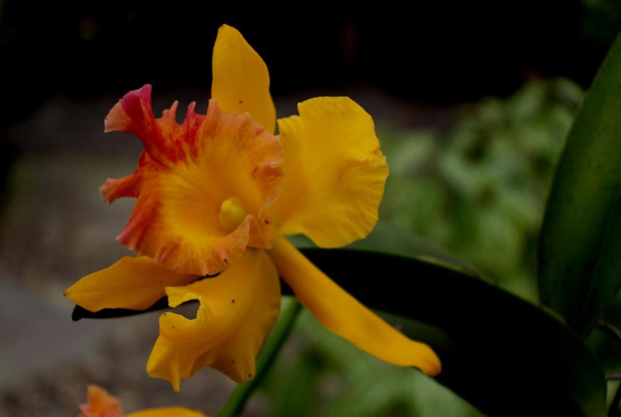 Leider war die Jahreszeit, wo die meisten Orchideen blühen, während unserer Anwesenheit schon vorbei.