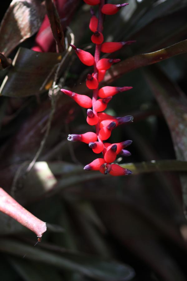 Die Farbe Rot dominierte in der Gartenanlage.