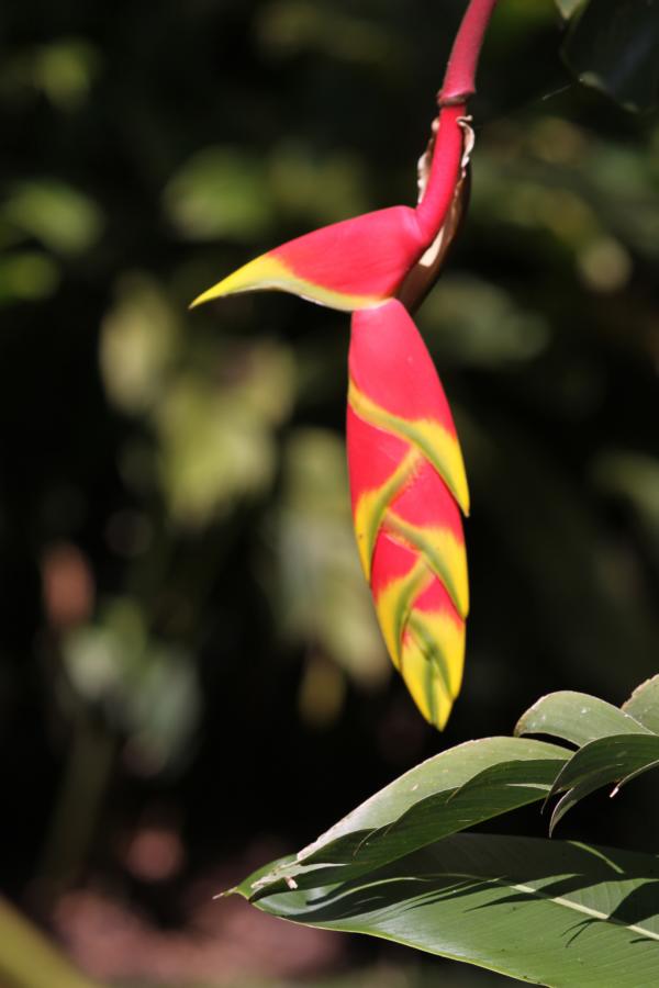 Heliocona pendula