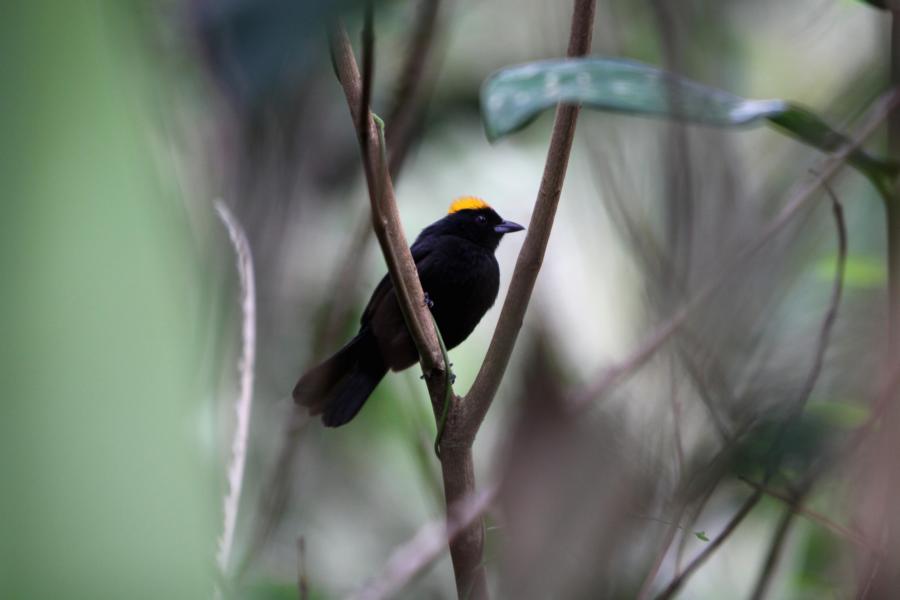 Dunkler Pewee