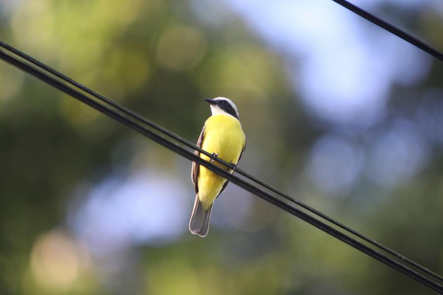 Großer Kiskadee