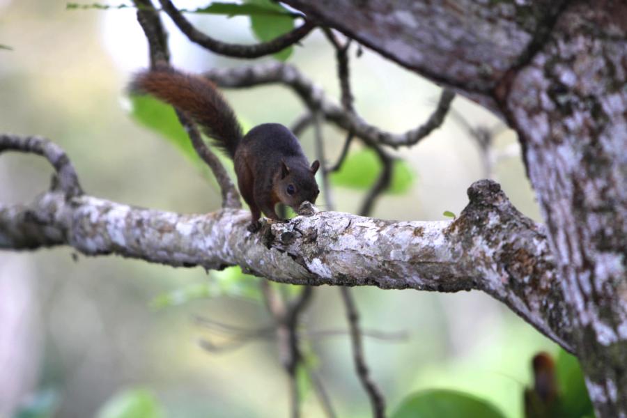 Auf unserer Wanderung entlang der Küstenlinie zwischen Sekundärwald und Mangroven sahen wir u.a. das Mittelamerikanische Hörnchen.