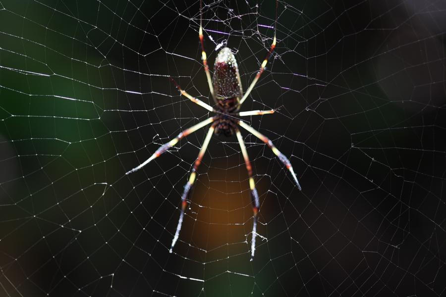 Die Goldene Seidenspinne verharrt bei der Annäherung in ihrem großen Netz.