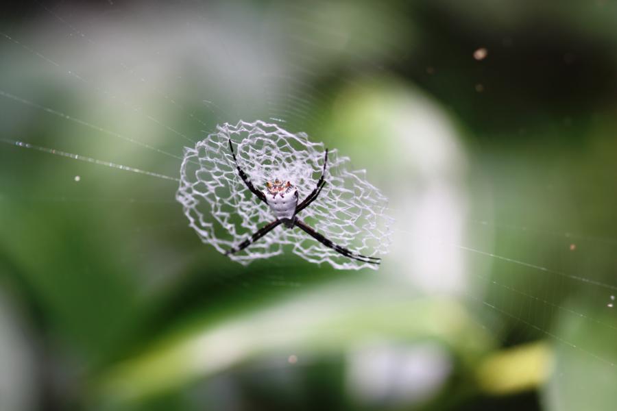 Gut getarnte Spinne.