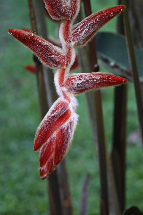 Behaarte Heliconia