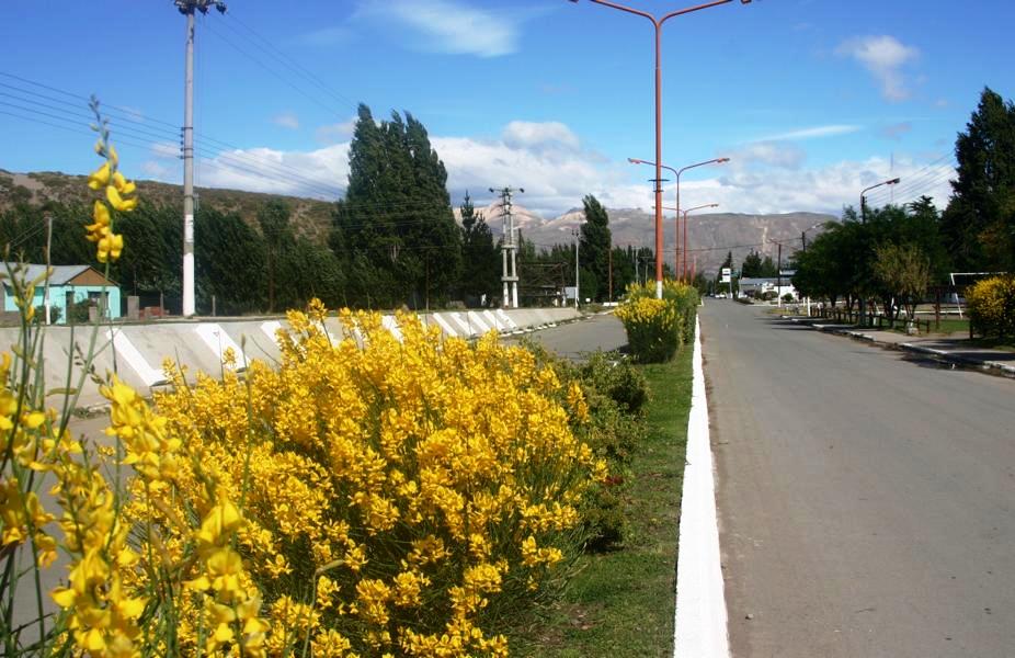 An der Straße in Perito Moreno blühte der Ginster.