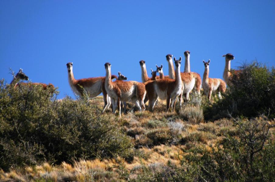 Neben den Schafen leben hier auch zahlreiche Guanacos.