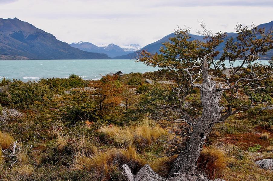 Am Lago Argentino erkundeten wir die Flora und ließen den wunderschönen Tag ausklingen. 