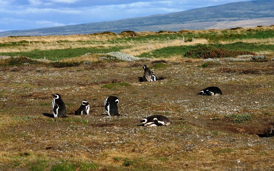 Der Magellan-Pinguin gräbt eine Bruthöhle, wenn der Erdboden dies zulässt. Ansonsten brütet er in kleinen Mulden, Felsspalten oder unter Sträuchern.