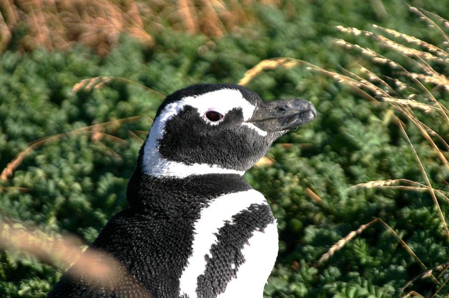 Der Magellan-Pinguin ist etwa 70 cm lang und wiegt vier Kilogramm.