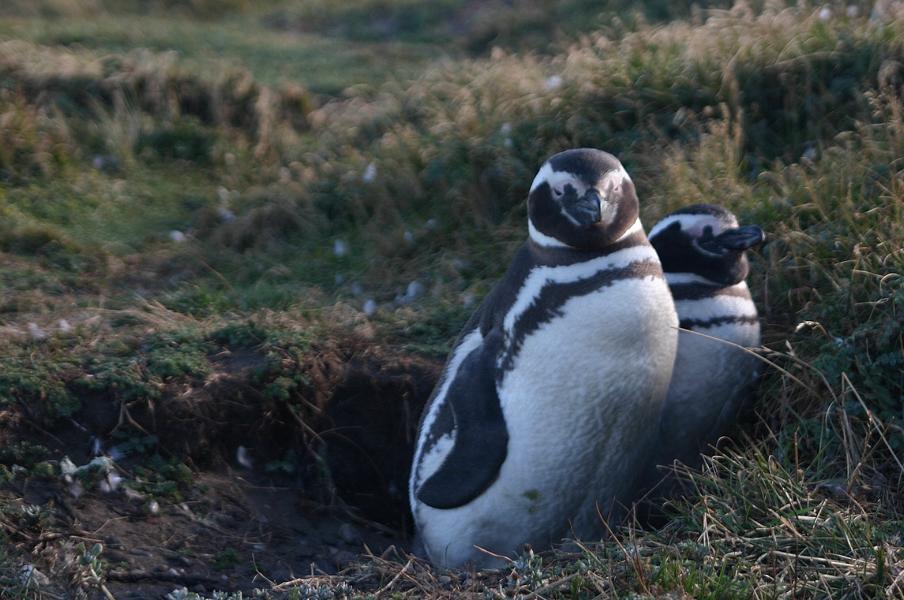 Die hier lebenden Magellanpinguine brüten in den flachen Höhlen und schützen sich mit Hilfe der kargen Vegetation vor Sonne und möglichen Nesträubern. Die Brutpaare suchen jedes Jahr wieder die gleichen Orte auf und brüten dort in der Regel zwei Eier aus. Gut gekennzeichnete Wege und unauffällige Beobachtungsplätze machen es möglich, die   geselligen Vögel in ihrem natürlichen Lebensraum zu beobachten, ohne sie zu erschrecken.