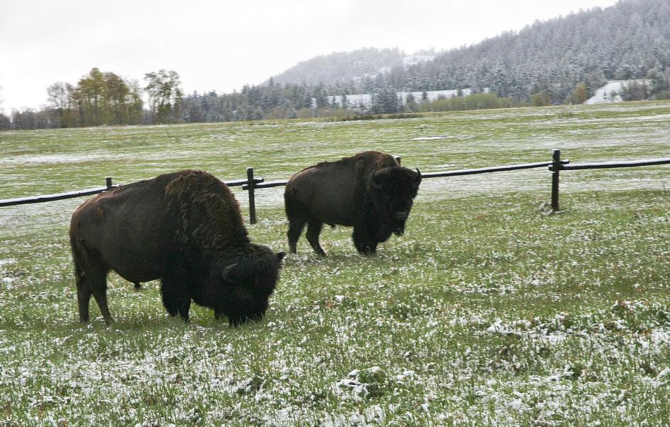 Die ersten Bisons, die wir auf der Fahrt zum Yellowstone-Nationalpark  zu Gesicht bekamen.