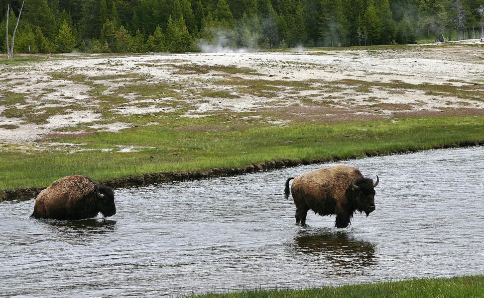Die männlichen Bisons wiegen bis zu 1000 kg. Weibchen sind bis zu 500 kg schwer. Im Nationalpark leben ungefähr 3500 Tiere. Sie leben 12 bis 15 Jahre. Sie fressen hauptsächlich Gras und Staudengewächse. 