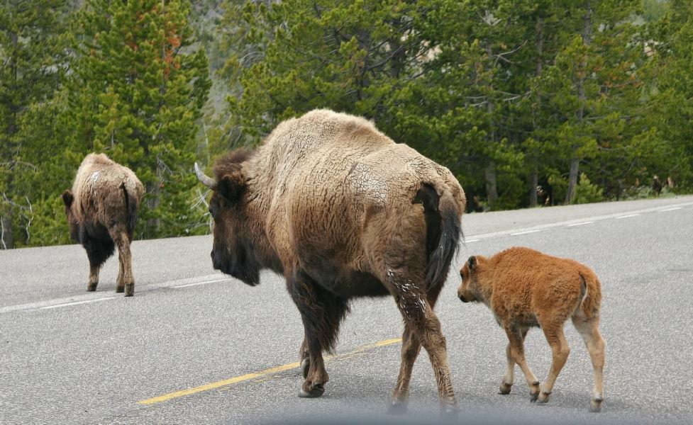 Die Paarungszeit erfolgt im späten Juli bis in den August. Die Kühe gebären ein Kalb im späten April oder Mai. Die Bisons können aggressiv sein. Sie sind sehr beweglich und können bis zu 50 km/h schnell rennen. 