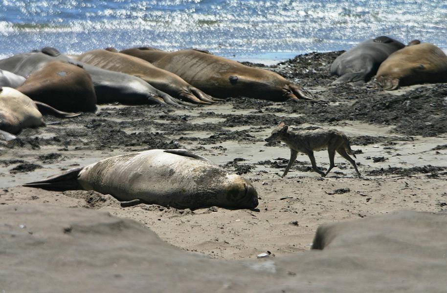 Nachdem die Tiere aufgrund der starken Bejagung im 19. Jahrhundert fast ausgestorben waren, wurden sie Anfang des 20. Jahrhunderts in den Vereinigten Staaten unter Schutz gestellt und haben sich seitdem zahlenmäßig gut erholt. Heute gilt die Art als nicht mehr bedroht, die Bestände werden auf über 170.000 Tiere geschätzt.
