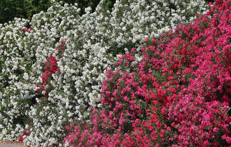 Die Straßen in Richtung Mariposa waren zeitweise mit riesigen blühenden Oleanderbüschen  begrenzt.