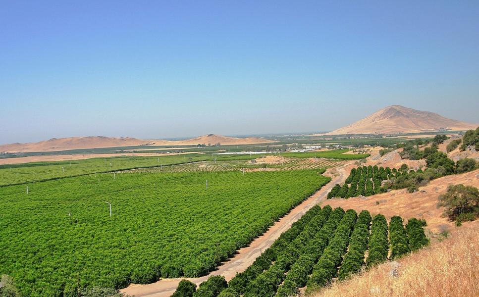Citrusfrüchteplantagen in der Region um Fresno.