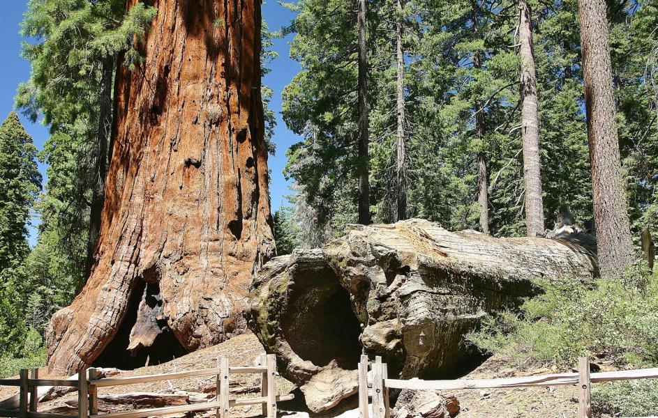 Der Riesenmammutbaum ist ein immergrüner Baum, der Wuchshöhen von bis zu 95 Meter und einen Stammdurchmesser von bis zu 17 Meter an der sehr weit ausladenden Basis erreichen kann. 