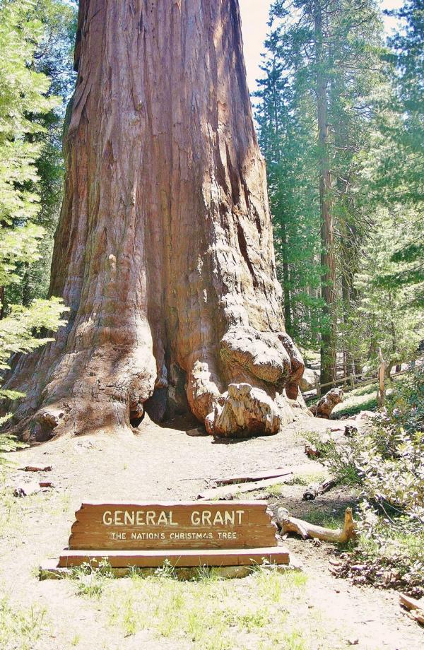 Der General Grant Tree ist der zweitgrößte lebende Baum der Erde (1500 bis 1900 Jahre). Er hat eine Höhe von 81,1 Metern und einen Brusthöhendurchmesser von 8,85m.