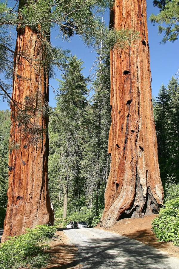 Im Gigant Forest.